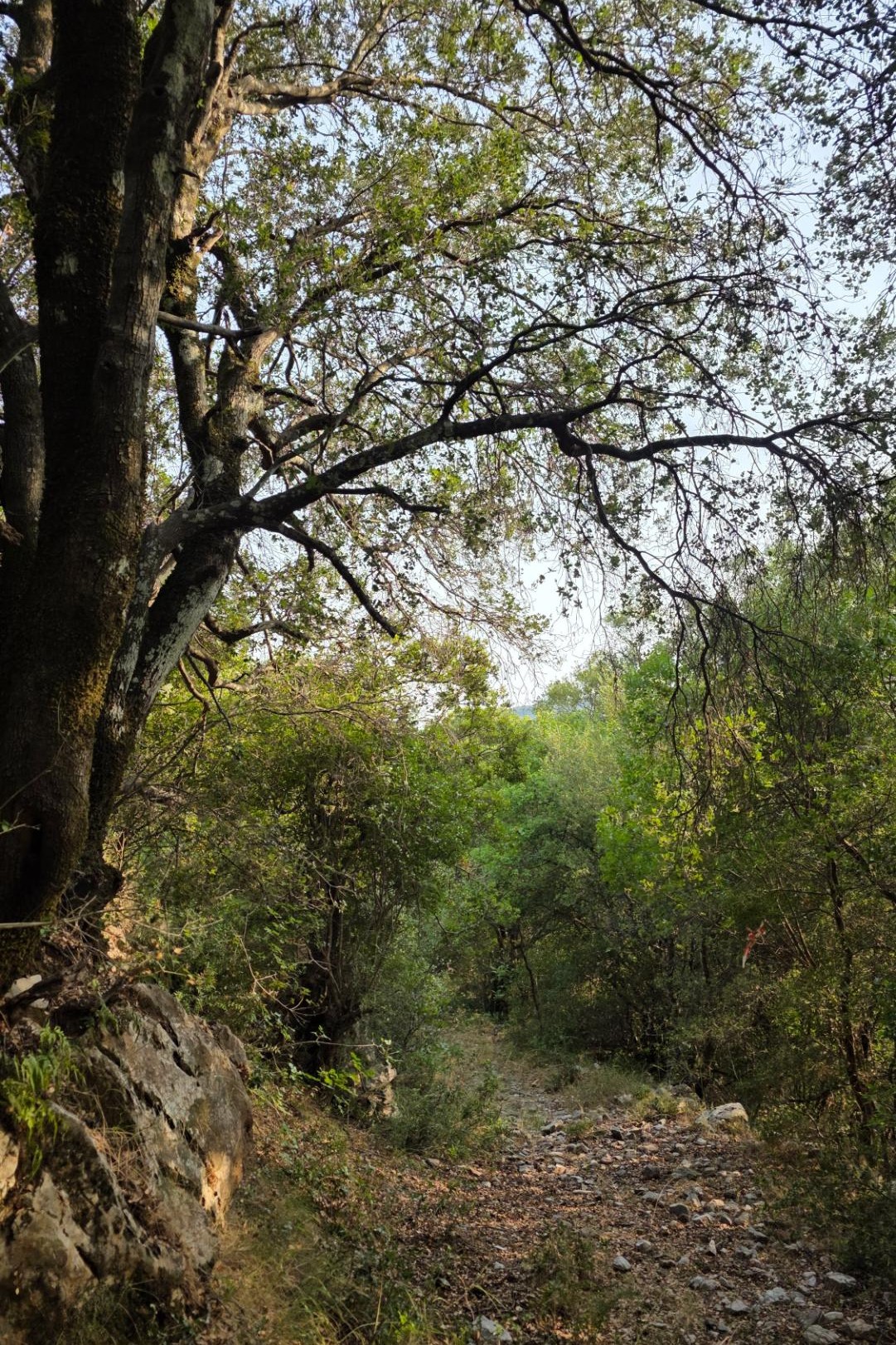 Παλιό στενό μονοπάτι ανάμεσα σε δέντρα κοντά στην Αγία Θεοδώρα Βάστας