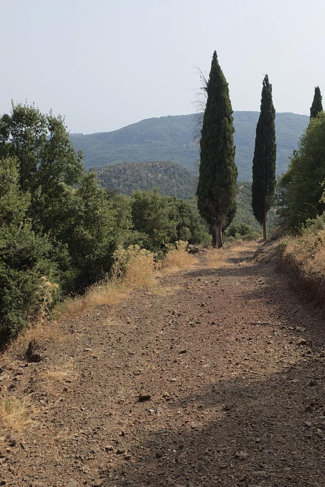 Χωματόδρομος ανάμεσα σε πράσινα δέντρα στη Βάστα Αρκαδίας