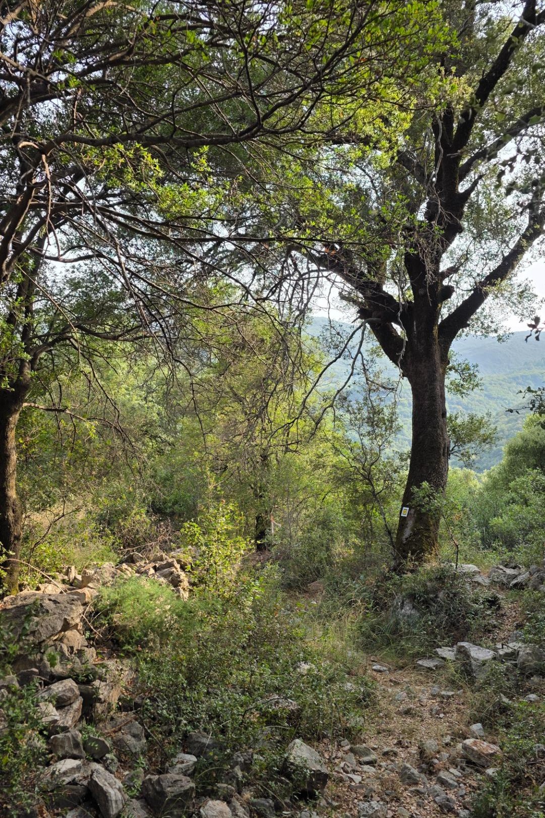 Στενό δασικό μονοπάτι με πυκνή βλάστηση στη Βάστα Αρκαδίας
