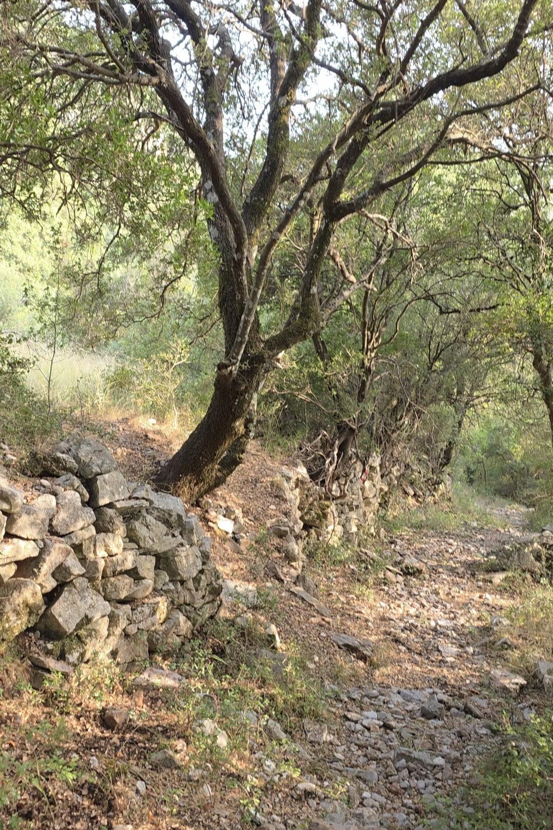 Παλιές πέτρινες ξερολιθιές δίπλα σε δασικό μονοπάτι στη Βάστα