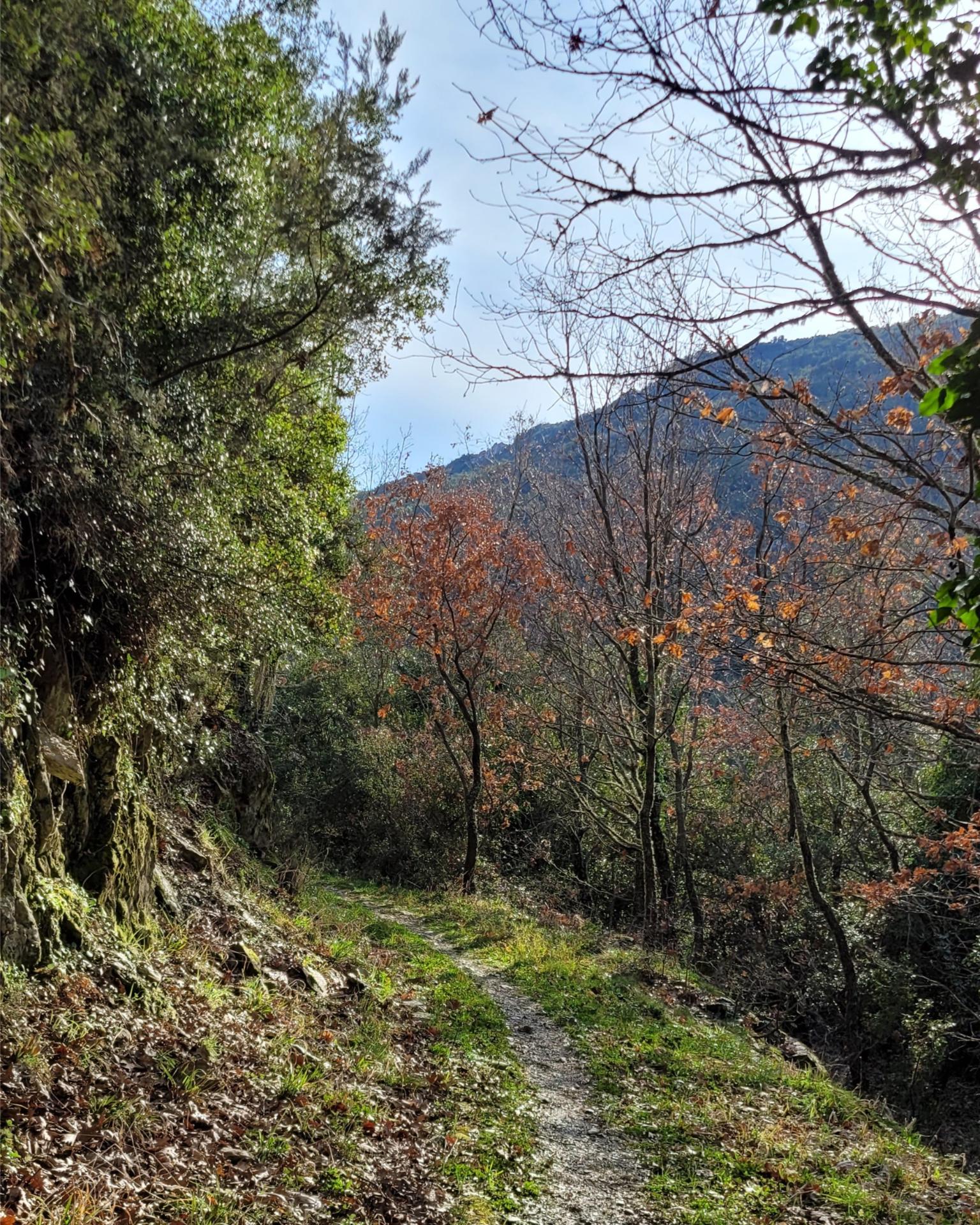 στενό μονοπάτι μέσα σε δάσος στο μονοπάτι του νερού αρκαδία