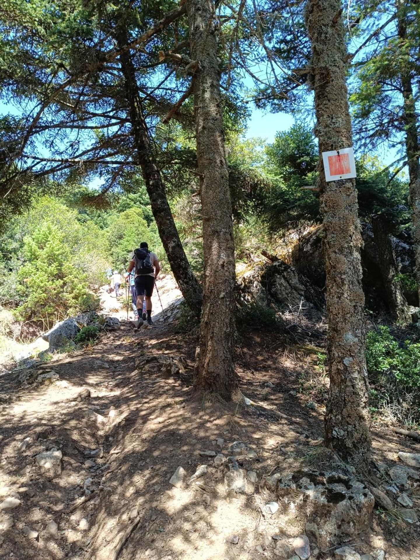 Δασικό μονοπάτι πεζοπορίας στον Παρνασσό με σήμανση, ανάμεσα σε έλατα και καθαρό ορεινό τοπίο