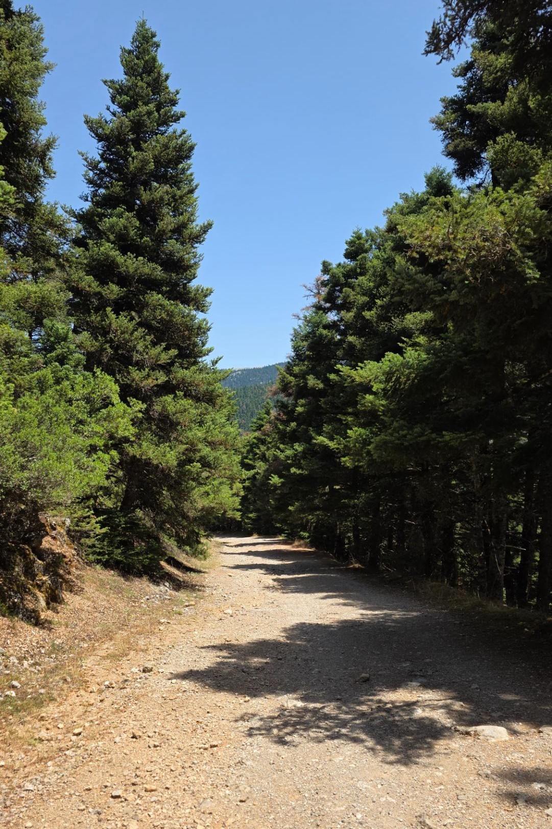 Δασικός δρόμος της πεζοπορικής διαδρομής προς το Κωρύκειο Άντρο στον Παρνασσό.