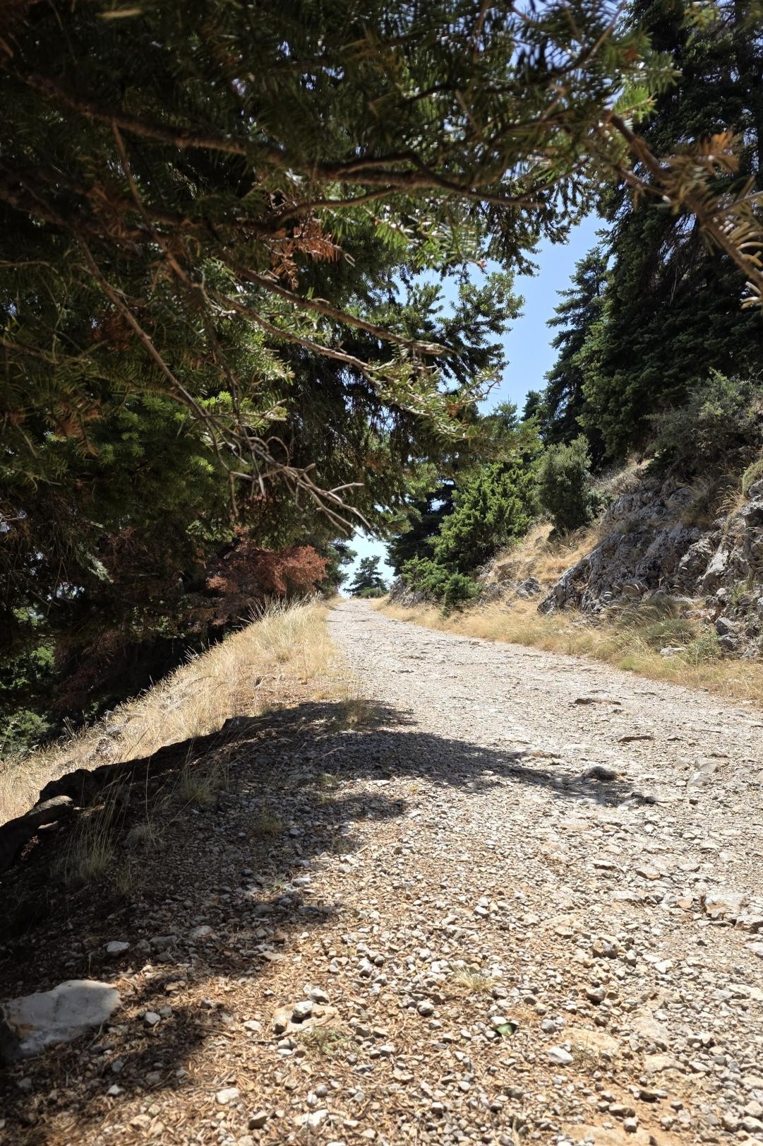 Ελατόδασος στη διαδρομή προς το Κωρύκειο Άντρο στον Παρνασσό.