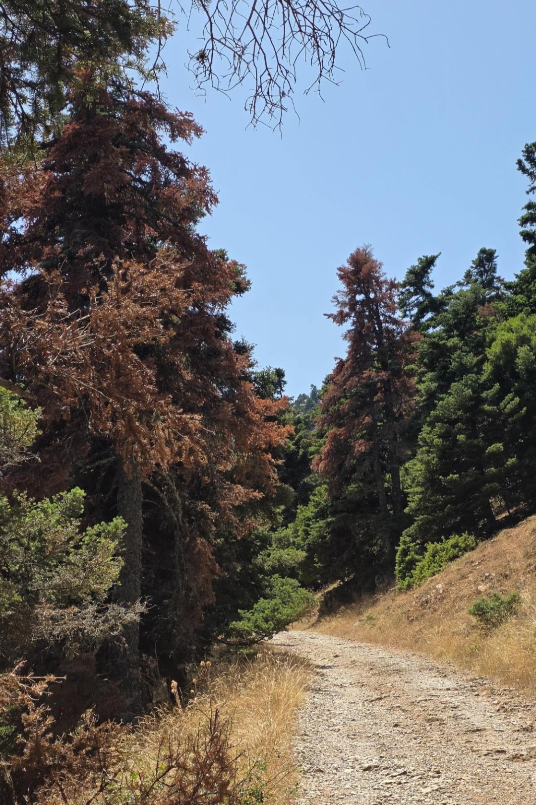 Η τελευταία ευθεία της πεζοπορίας προς το Κωρύκειο Άντρο στον Παρνασσό.